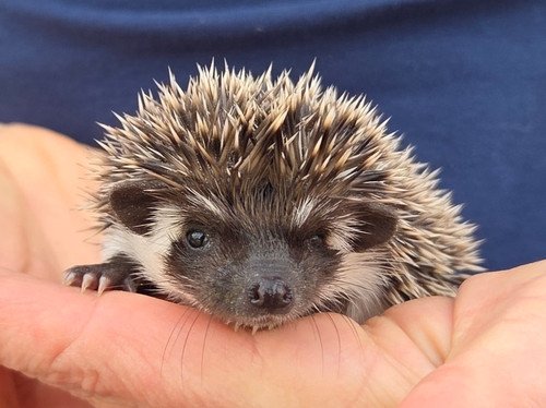 Digger - Male Hedgehog PRICE $395 9 Digger - Male Hedgehog PRICE $395 - Image 9