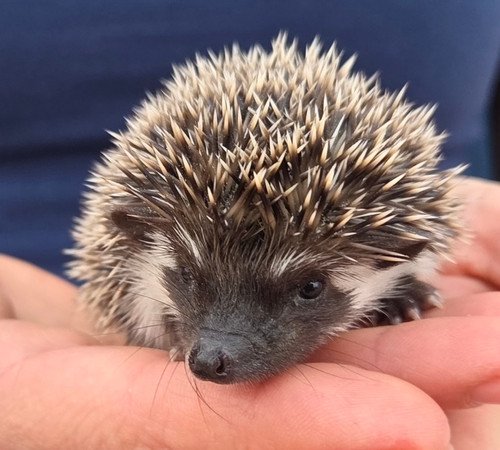 Digger - Male Hedgehog PRICE $395 10 Digger - Male Hedgehog PRICE $395 - Image 10