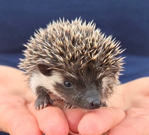 digger male hedgehog price 395