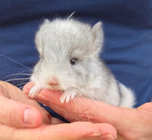 donner male chinchilla baby price 1200
