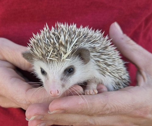 Eva - Female Hedgehog PRICE $495 2 Eva - Female Hedgehog PRICE $495 - Image 2