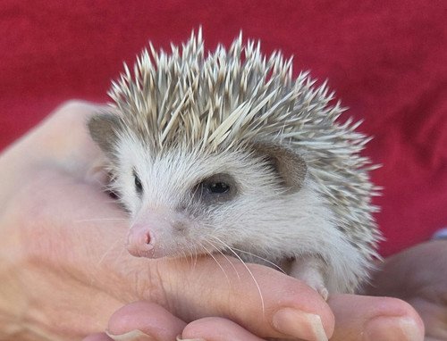 Eva - Female Hedgehog PRICE $495 3 Eva - Female Hedgehog PRICE $495 - Image 3