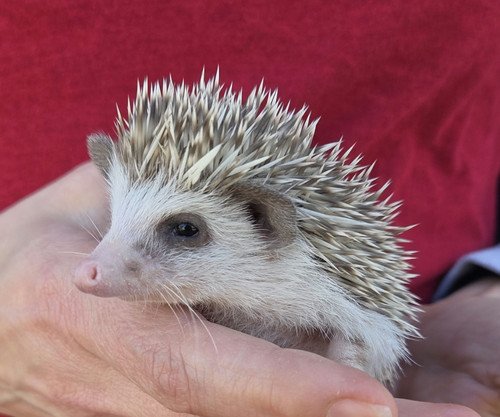 Eva - Female Hedgehog PRICE $495 4 Eva - Female Hedgehog PRICE $495 - Image 4