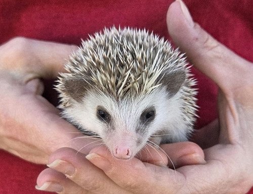 Eva - Female Hedgehog PRICE $495 5 Eva - Female Hedgehog PRICE $495 - Image 5