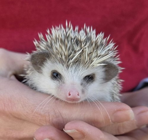 eva female hedgehog price 495