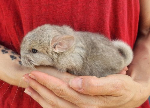 Fluff- Female Chinchilla Baby PRICE $695 2 Fluff- Female Chinchilla Baby PRICE $695 - Image 2