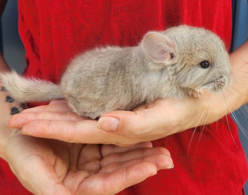 Fluff- Female Chinchilla Baby PRICE $695 3 Fluff- Female Chinchilla Baby PRICE $695 - Image 3