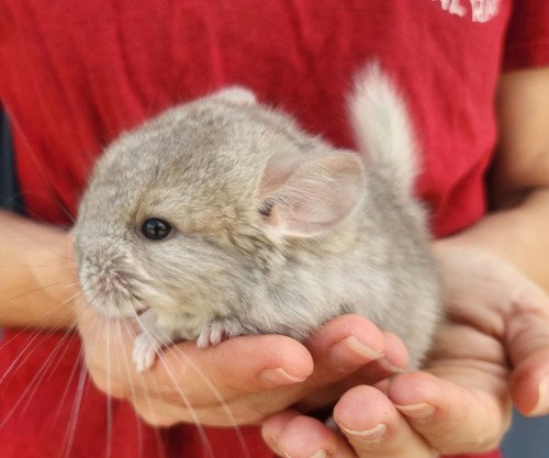 fluff female chinchilla baby price 695