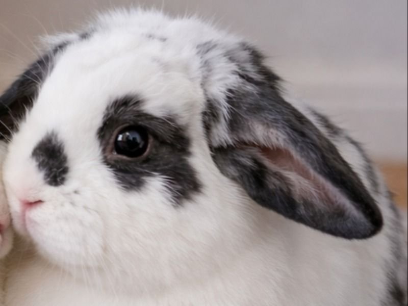 grayson holland lop