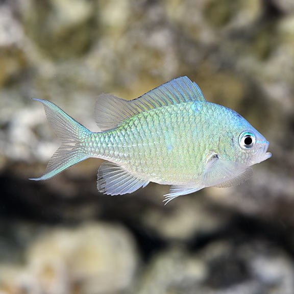 green reef chromis
