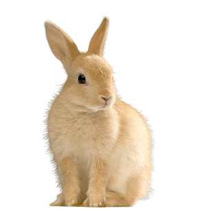 holland lop rabbit for sale