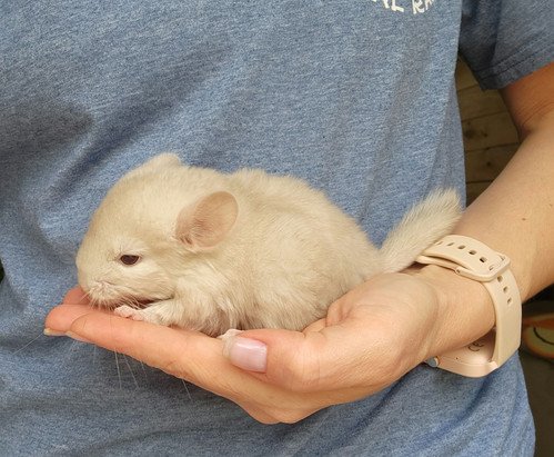 Howie- Male Chinchilla Baby PRICE $550 2 Howie- Male Chinchilla Baby PRICE $550 - Image 2