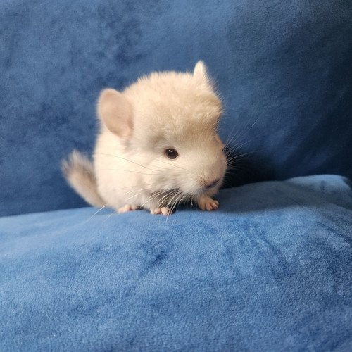 Howie- Male Chinchilla Baby PRICE $550 3 Howie- Male Chinchilla Baby PRICE $550 - Image 3