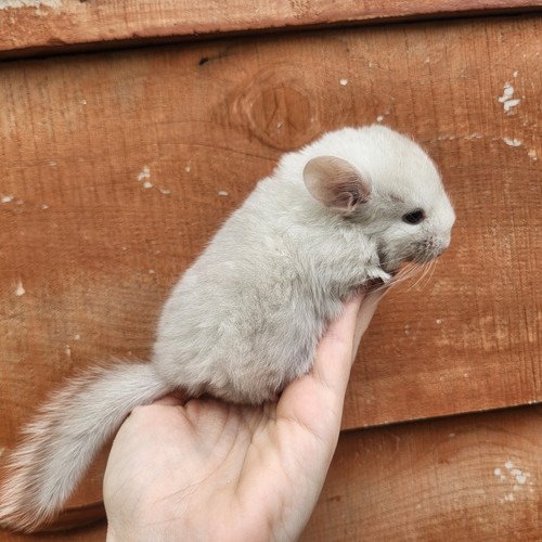 Howie- Male Chinchilla Baby PRICE $550 4 Howie- Male Chinchilla Baby PRICE $550 - Image 4