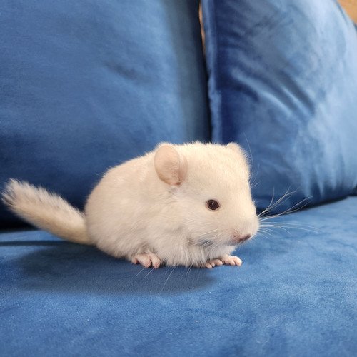 Howie- Male Chinchilla Baby PRICE $550 5 Howie- Male Chinchilla Baby PRICE $550 - Image 5