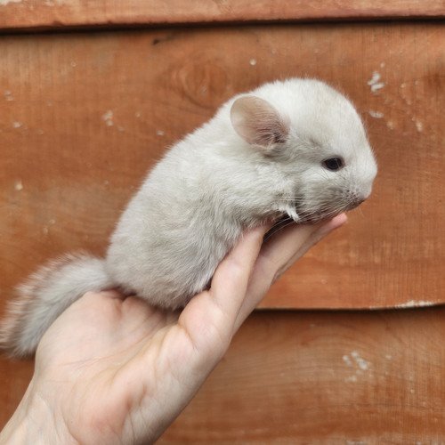 howie male chinchilla baby price 550