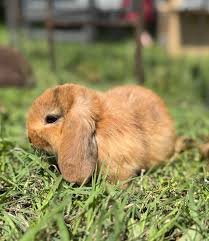 Holland Lop Rabbit 2 holland lop rabbit for sale