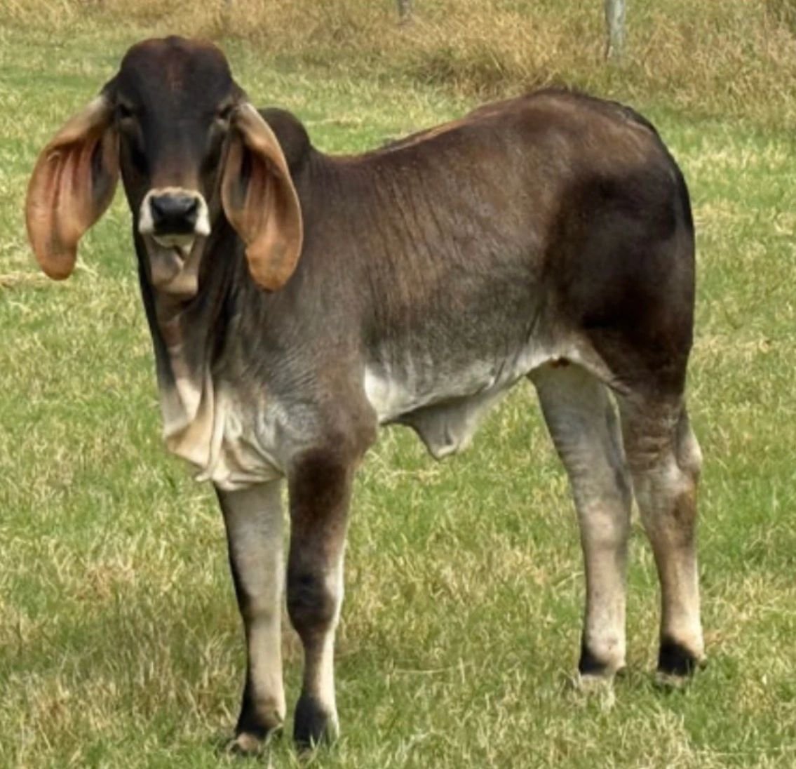 indu sardo brahman heifer