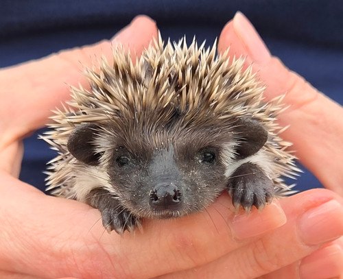 jade female hedgehog price 495