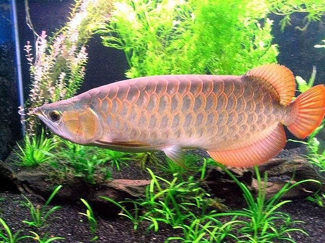 leichardti arowana