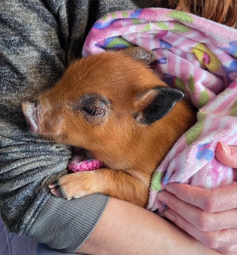 locks mini pig female price 495