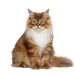 Maine Coon Cat