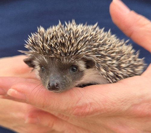 may female hedgehog price 495