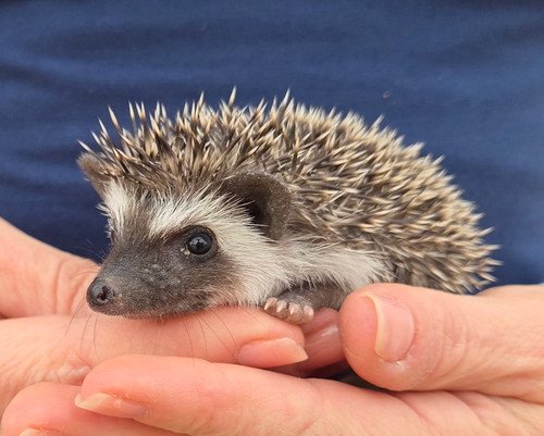 Monet - Male Hedgehog PRICE $395 2 Monet - Male Hedgehog PRICE $395 - Image 2