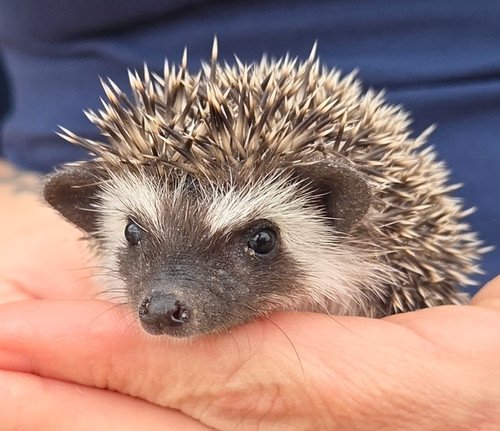 Monet - Male Hedgehog PRICE $395 3 Monet - Male Hedgehog PRICE $395 - Image 3