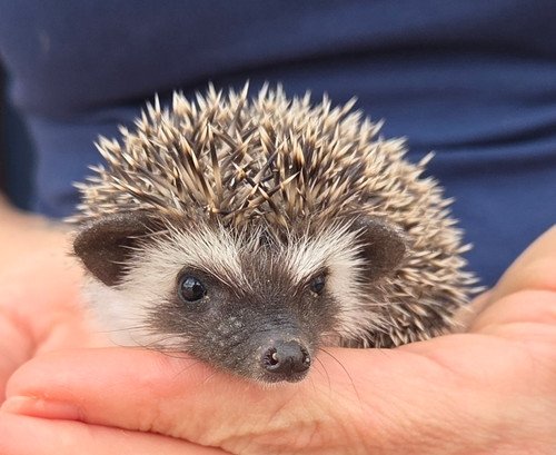 Monet - Male Hedgehog PRICE $395 4 Monet - Male Hedgehog PRICE $395 - Image 4