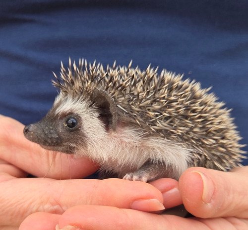 Monet - Male Hedgehog PRICE $395 5 Monet - Male Hedgehog PRICE $395 - Image 5