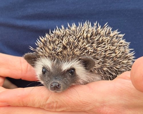 Monet - Male Hedgehog PRICE $395 6 Monet - Male Hedgehog PRICE $395 - Image 6