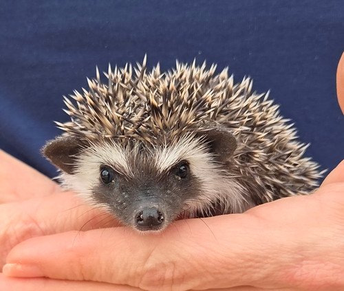 monet male hedgehog price 395