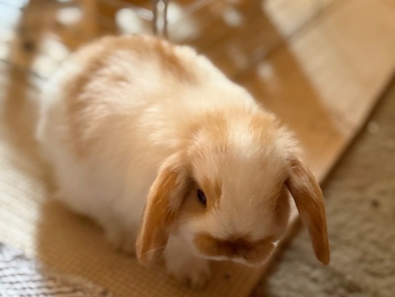 na holland lop