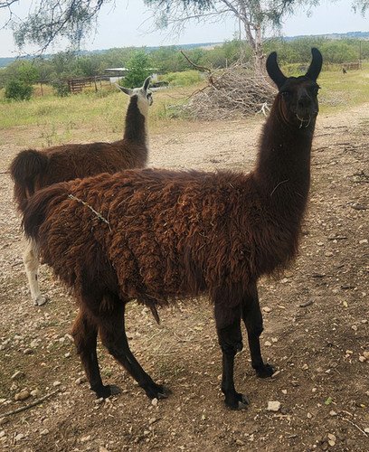 nutsy llama adult male price 875