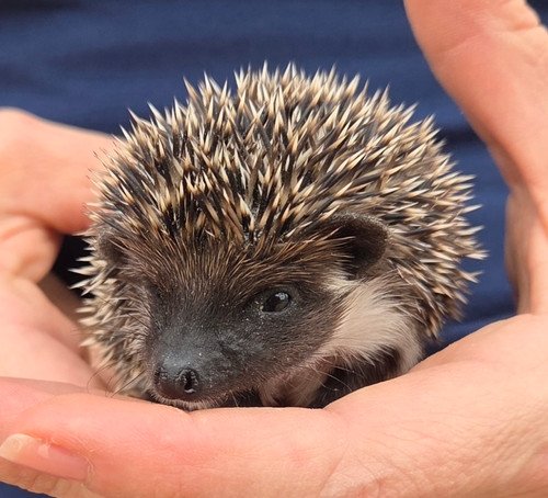 nyla female hedgehog price 495