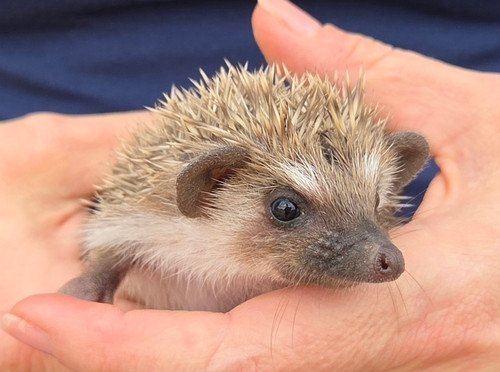 Paxton - Male Hedgehog PRICE $395 2 Paxton - Male Hedgehog PRICE $395 - Image 2