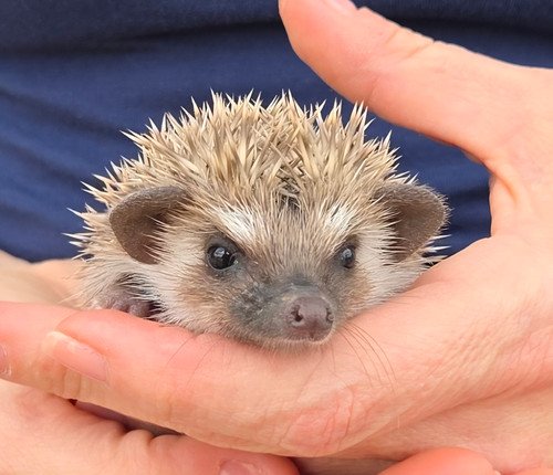 Paxton - Male Hedgehog PRICE $395 3 Paxton - Male Hedgehog PRICE $395 - Image 3