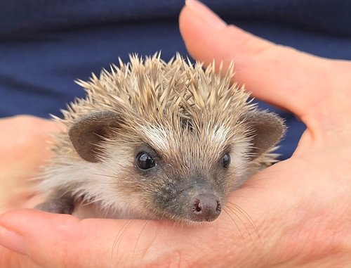Paxton - Male Hedgehog PRICE $395 4 Paxton - Male Hedgehog PRICE $395 - Image 4