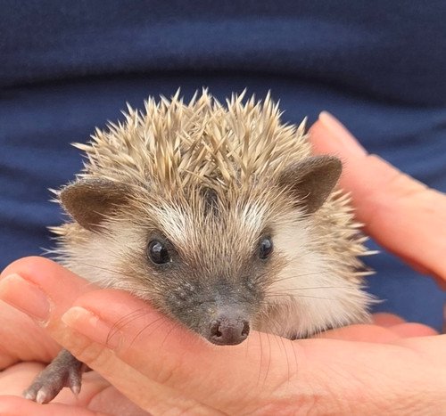 Paxton - Male Hedgehog PRICE $395 5 Paxton - Male Hedgehog PRICE $395 - Image 5