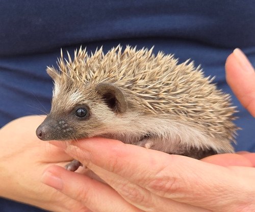 Paxton - Male Hedgehog PRICE $395 6 Paxton - Male Hedgehog PRICE $395 - Image 6