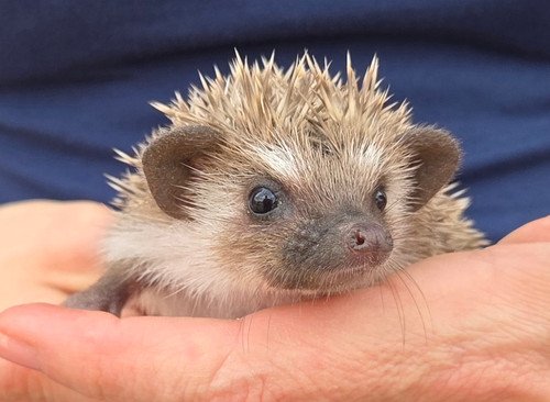 Paxton - Male Hedgehog PRICE $395 7 Paxton - Male Hedgehog PRICE $395 - Image 7