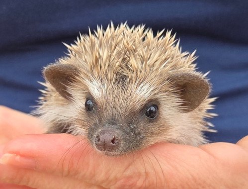 paxton male hedgehog price 395