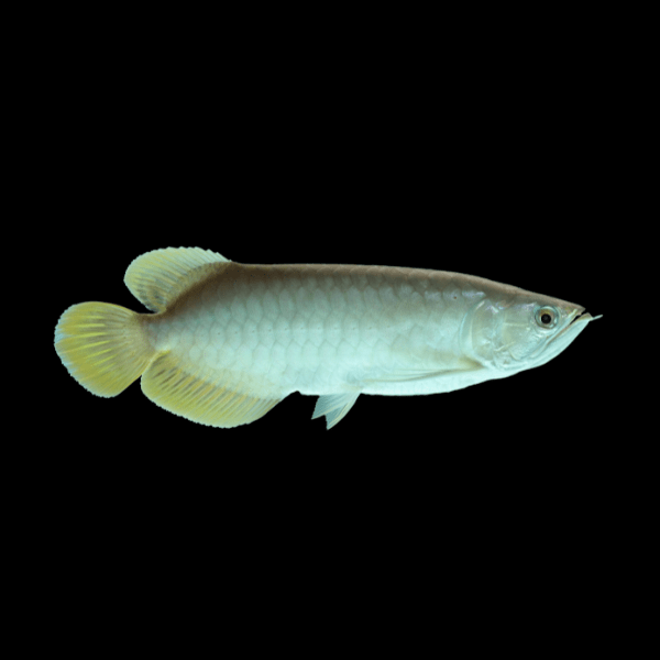 platinum asian arowana