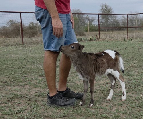 queen deneasy mini zebu pet heifer calf price 2900