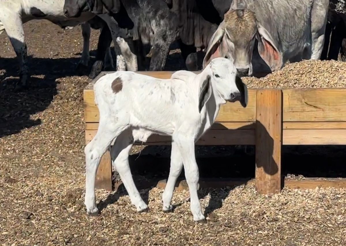 registered pure sardo negro bull calf