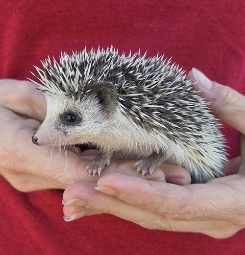 Reya - Female Hedgehog PRICE $495 2 Reya - Female Hedgehog PRICE $495 - Image 2