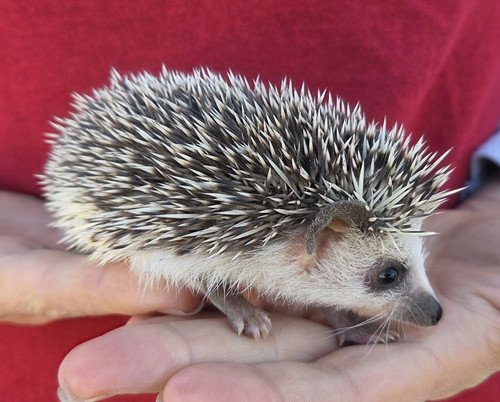 Reya - Female Hedgehog PRICE $495 3 Reya - Female Hedgehog PRICE $495 - Image 3