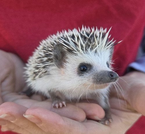Reya - Female Hedgehog PRICE $495 4 Reya - Female Hedgehog PRICE $495 - Image 4