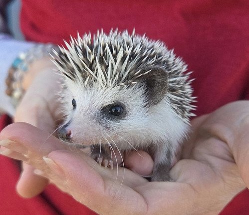 Reya - Female Hedgehog PRICE $495 5 Reya - Female Hedgehog PRICE $495 - Image 5